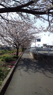 120408_1524 桜.jpg